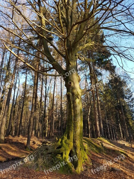 Autumn Winter Tree Branches Strength