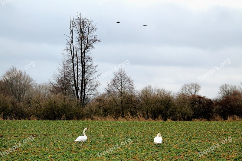 Landscape Trees Poplar Nature Swans