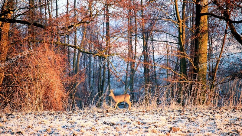 Landscape Forest Trees Roe Deer Hoarfrost