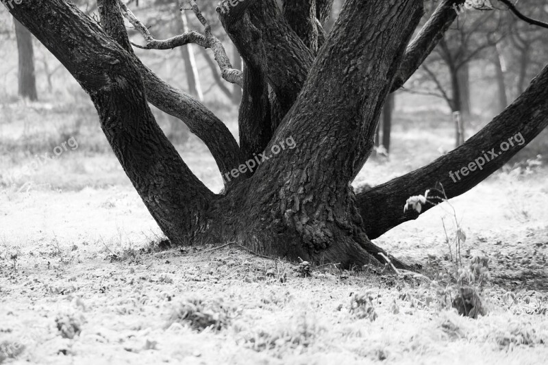 Tree Bark Log Tree Bark Winter