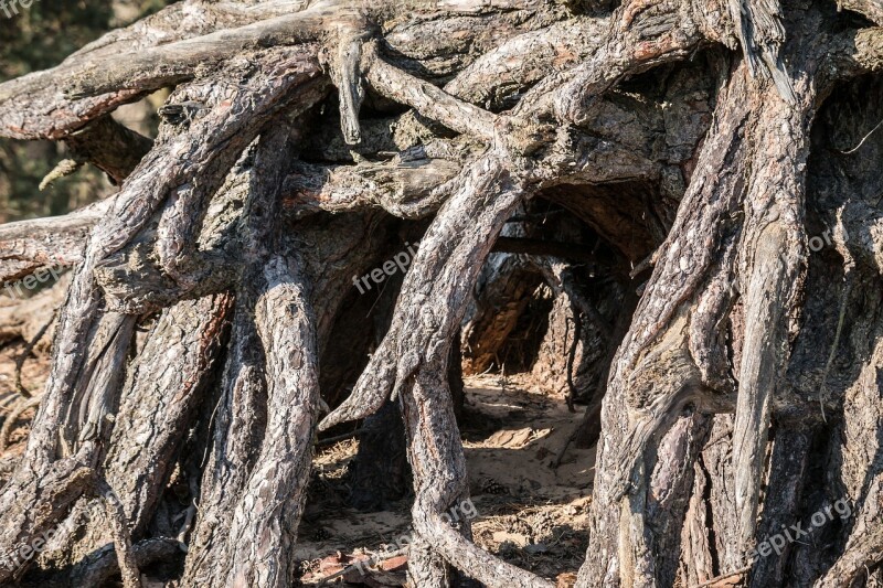 Root Tree Root System Tree Root Wood