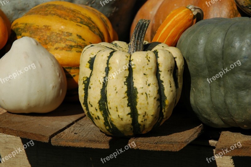 Pumpkin Autumn Gourd Halloween Deco