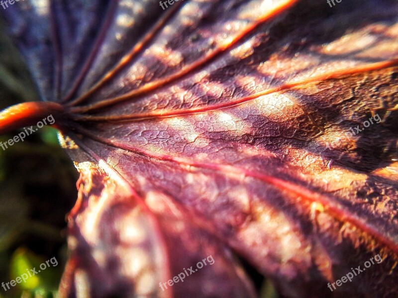 Leaf Leaf Texture Plant Bright Veins