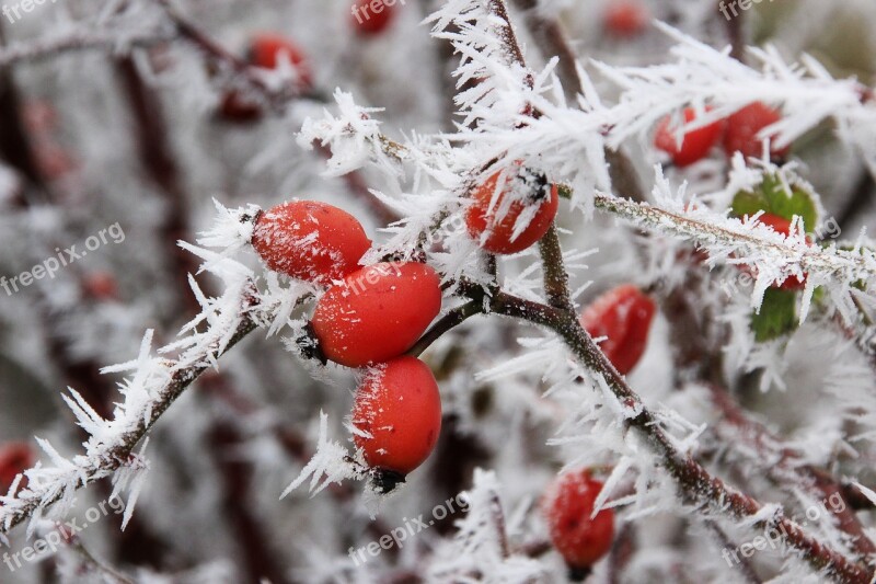 Winter Ice Frost Eiskristalle Snow