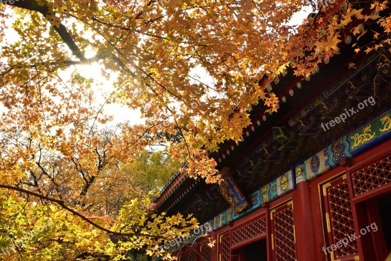 Ancient Architecture Beijing Xiangshan Autumn The Leaves