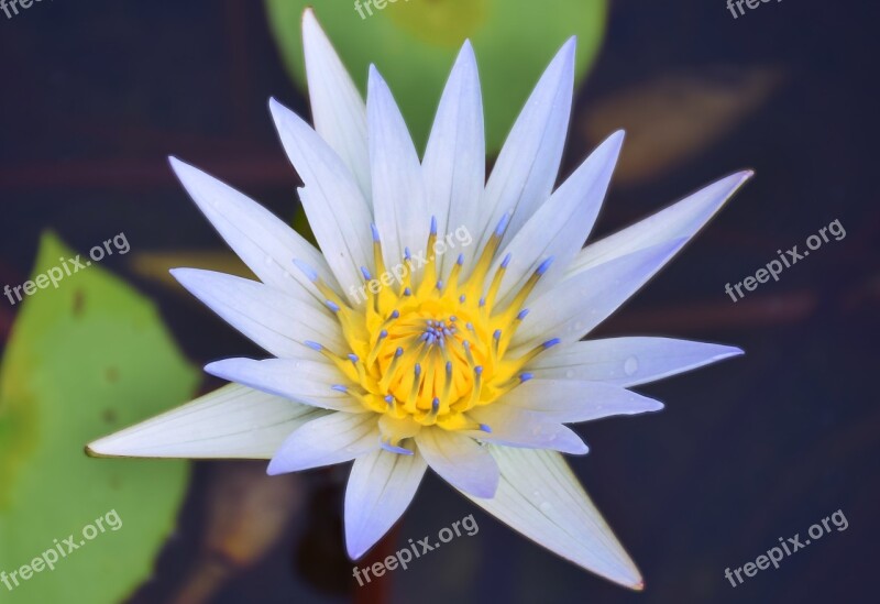 Water Lilly White Water Lilly Water Lilly With Yellow Water Flower