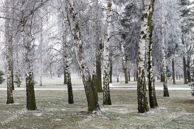 Winter Frost Snow Tree Birch