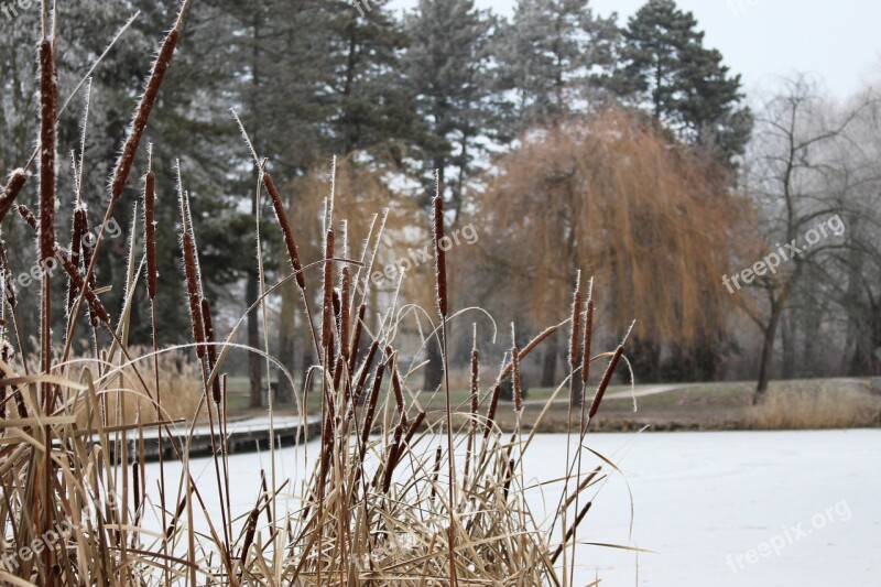 Winter Frost Snow Reed Park