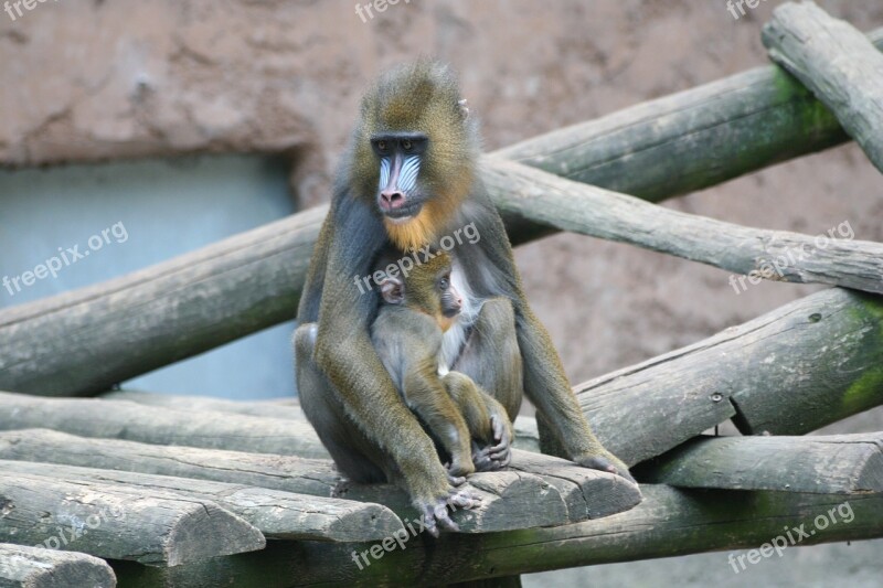 Monkey Zoo Animal World Chimpanzee Free Photos