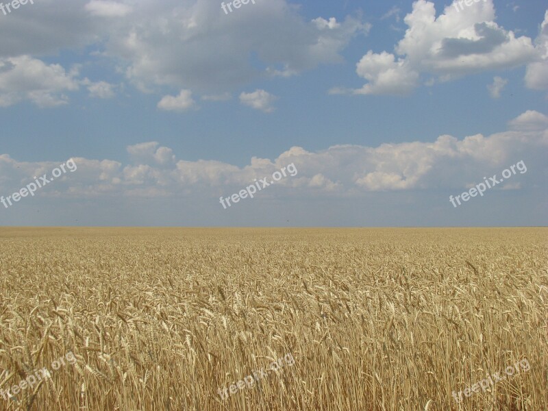 Field Wheat August Summer Horizon