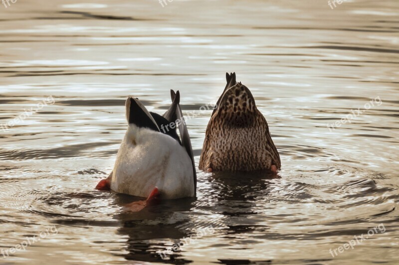 Ducks Mallards Water Lake Feathers