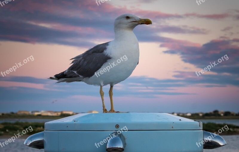 Seagulls Seagull Bird Nature Sea