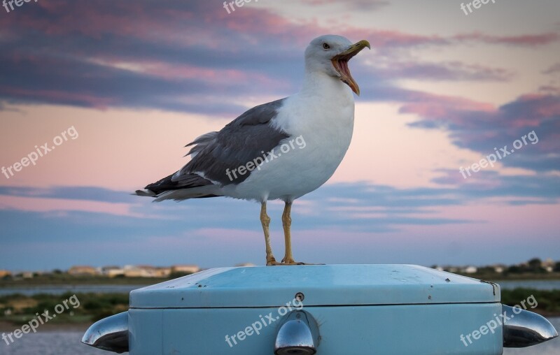 Gull Bird Seagull Nature Animal