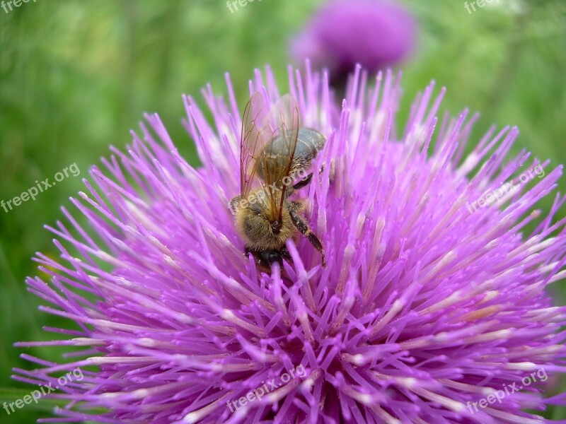 Macro Bee Flower Pollination Insect