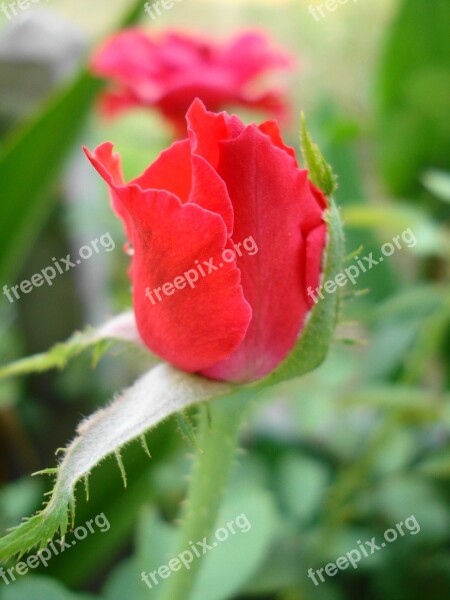 Red Rose Rose Flowers Free Photos