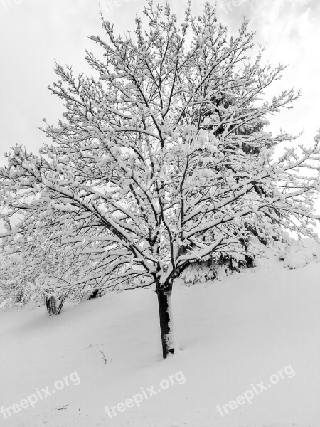 Winter Wonderland Snow Fresh Cold Landscape