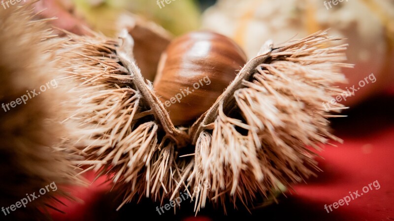 Chestnut Chestnut Shell Fruit Cups Prickly Buchengewaechs