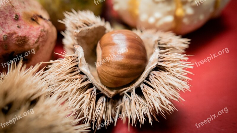 Chestnut Chestnut Shell Fruit Cups Prickly Buchengewaechs