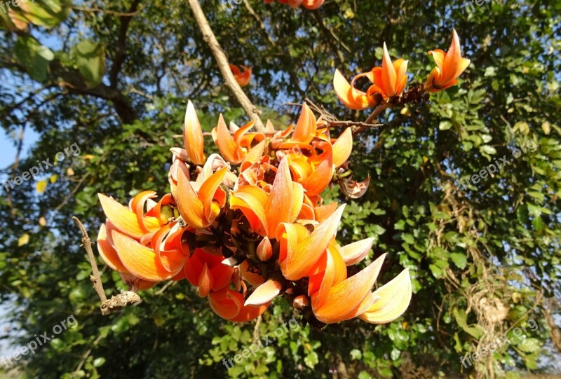 Flower Flame Of The Forest Bastard Teak Battle Of Plassey Tree Bengal Kino