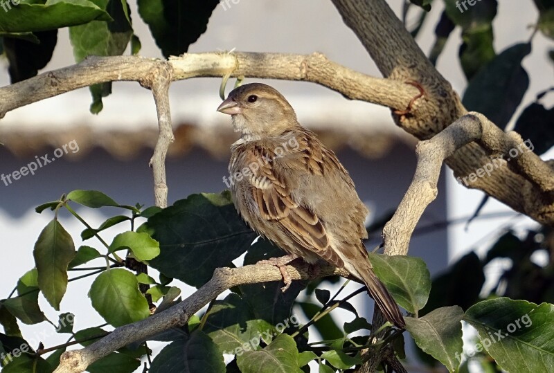 Bird House Sparrow Female Passer Domesticus Sparrow