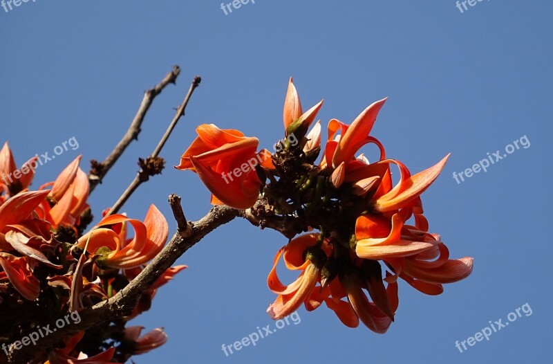 Flower Flame Of The Forest Bastard Teak Battle Of Plassey Tree Bengal Kino