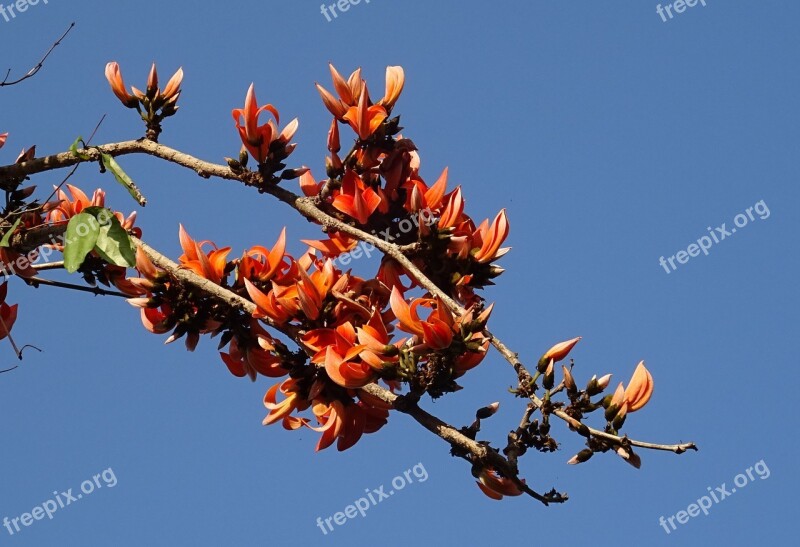 Flower Flame Of The Forest Bastard Teak Battle Of Plassey Tree Bengal Kino