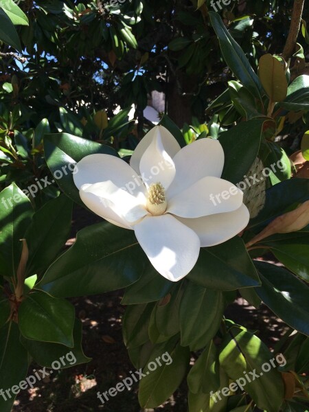 Magnolia Flower White Nature Summer Flowers Tree