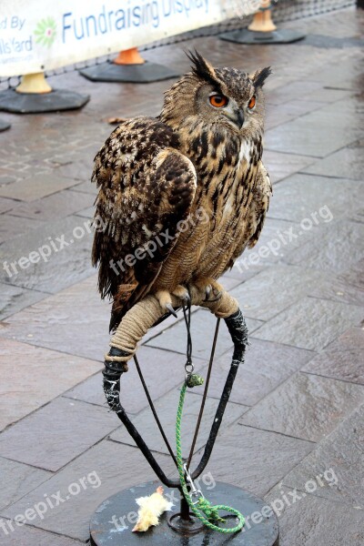 Owl Bird Shelter Bird Shelter Free Photos