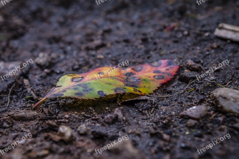 Leaf Weathered Fallen Colorful Farbenpracht