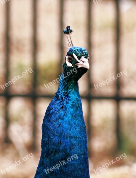 Peacock Peahen Bird Feather Animal