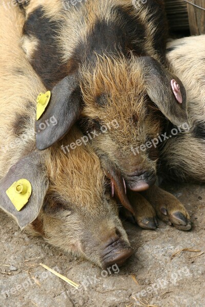 Pigs Animal Piglet Sow Sweet