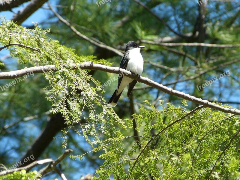 Eastern Kingbird Wildlife Perching Flycatcher Free Photos