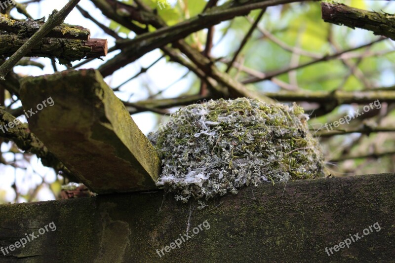 Bird's Nest Blue Tit Nest Moss Weave