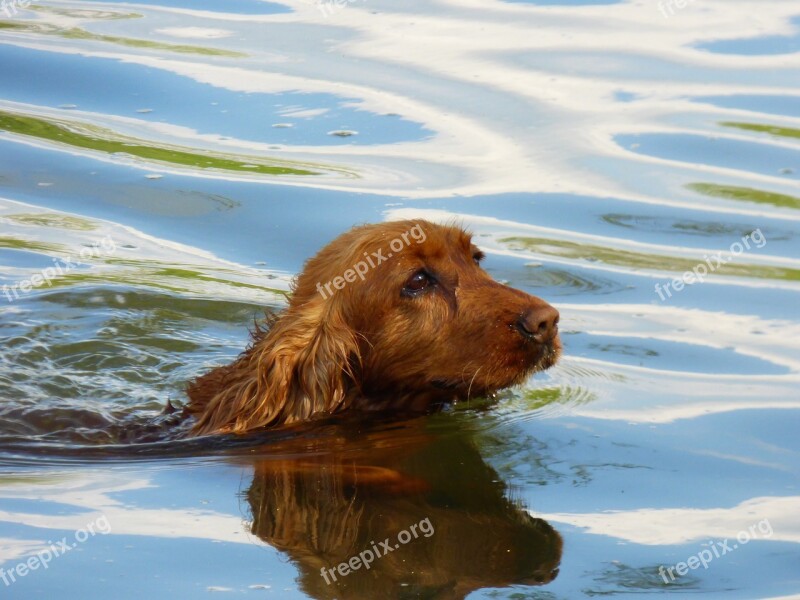 Dog Water River Bathing The Spaniard