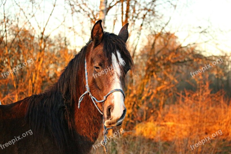 Horse Thoroughbred Arabian Brown Mold Feel-good Face Horse Head