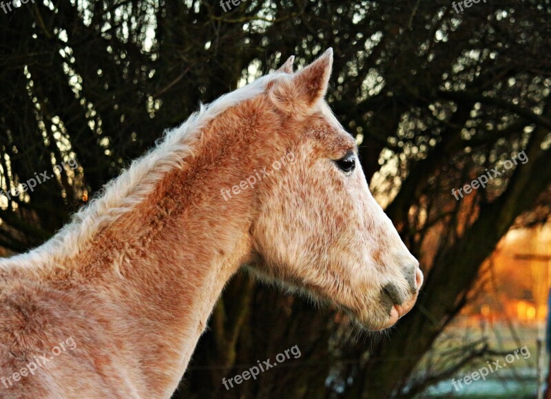 Horse Horse Head Mold Roan Thoroughbred Arabian