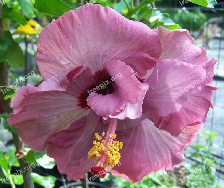 Hibiscus Pink Flower Malvacea Petals Pistil