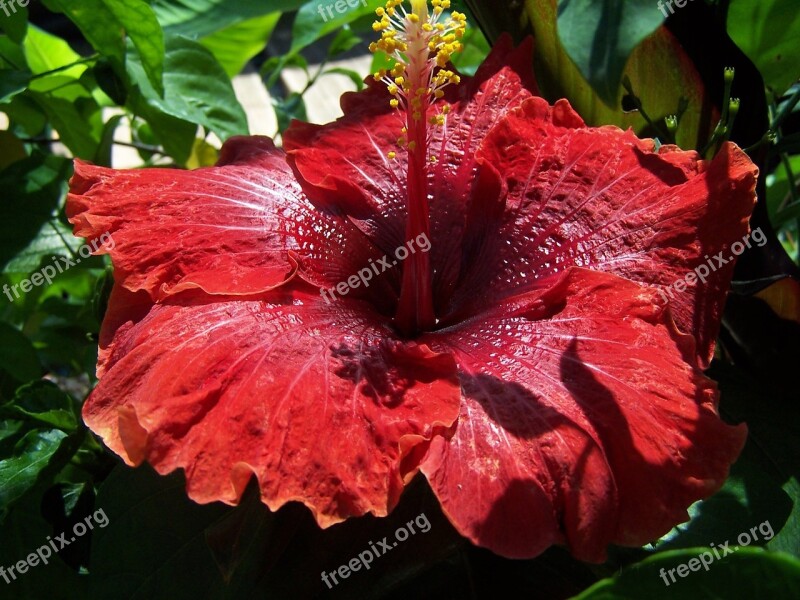 Hibiscus Hybrid Purple Flower Tropicale