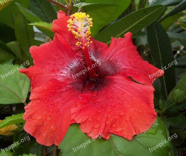 Hibiscus Flower Hybrid Red Malvacea