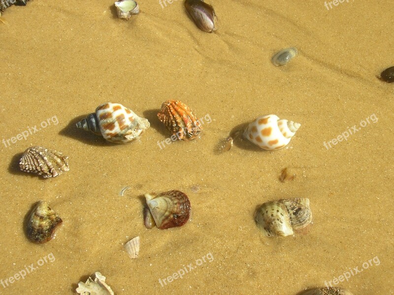 Seashells Mussels Sand Sink Beach