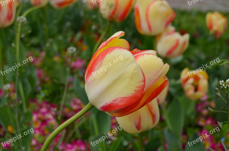 Tulips Istanbul Tulip Festival Flower Orange