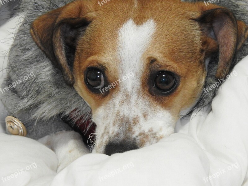 Christmas Dog Jack Russel Dog Portrait Cute