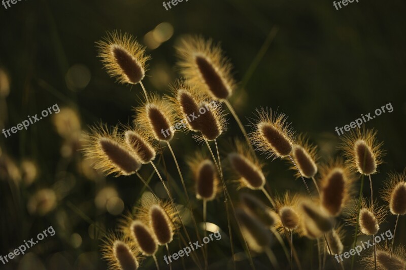 Spikes Sunset Wheat Nature Prado