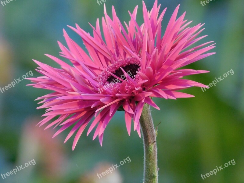 Flower Gerbera Pink Purple Macro