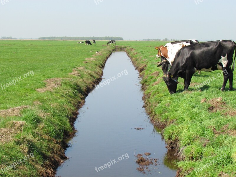 Cow Cows Pasture Landscape Whey