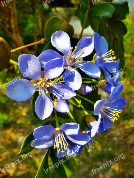 Flowers Purple Nature Cho Plant