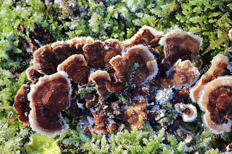 Mushrooms Moss Forest Nature Forest Floor