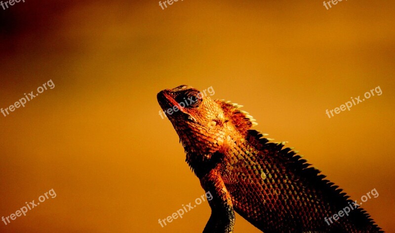 Bearded Dragon Lizard Bearded Dragon Reptile