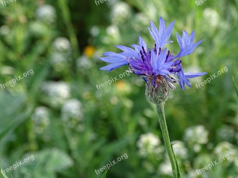 Cornflower Flower Wese Blue Blossom