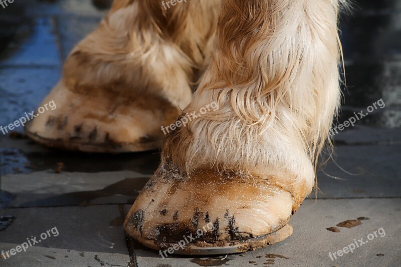 Shoe Horse Equine White Horse Paw